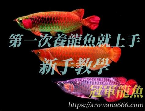 龍魚飼養|2024養龍魚新手指南，飼養龍魚不困難，開缸教學準備全攻略